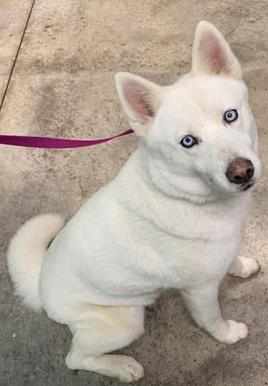 Enlarge Lady McFluff, a Adoptable mixed breed in Lampasas, TX image 1/3