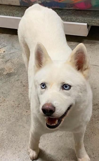 Enlarge Lady McFluff, a Adoptable mixed breed in Lampasas, TX image 2/3