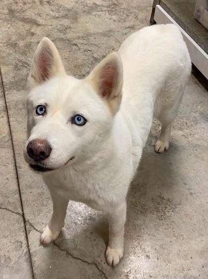 Enlarge Lady McFluff, a Adoptable mixed breed in Lampasas, TX image 3/3
