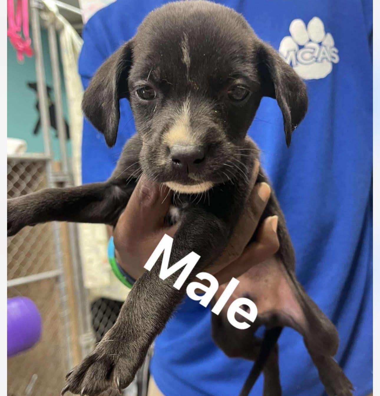 Hank, Adoptable, Puppy Male Australian Shepherd.