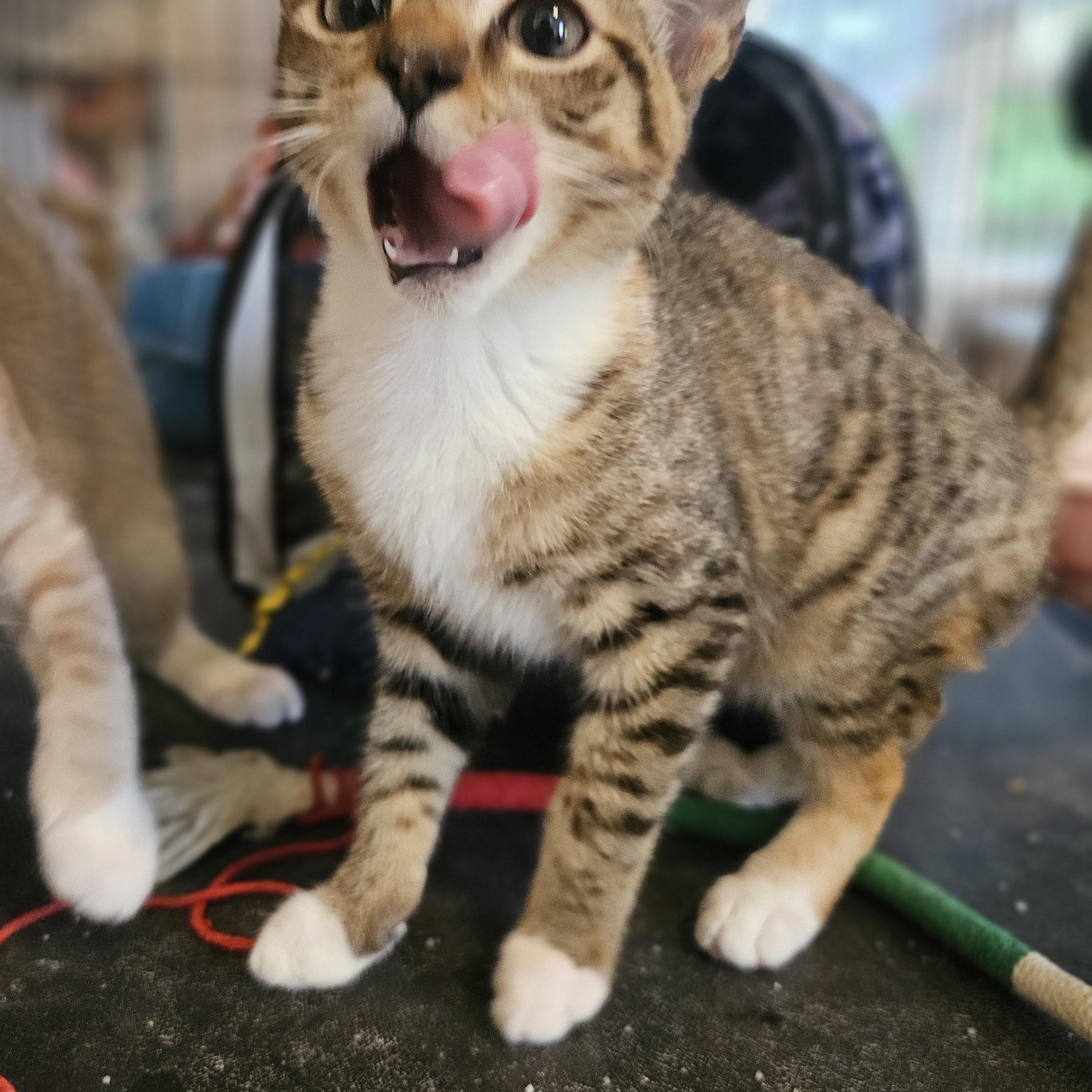 Donna, a ADOPTABLE Tabby in Wilmington, NC image 2/4