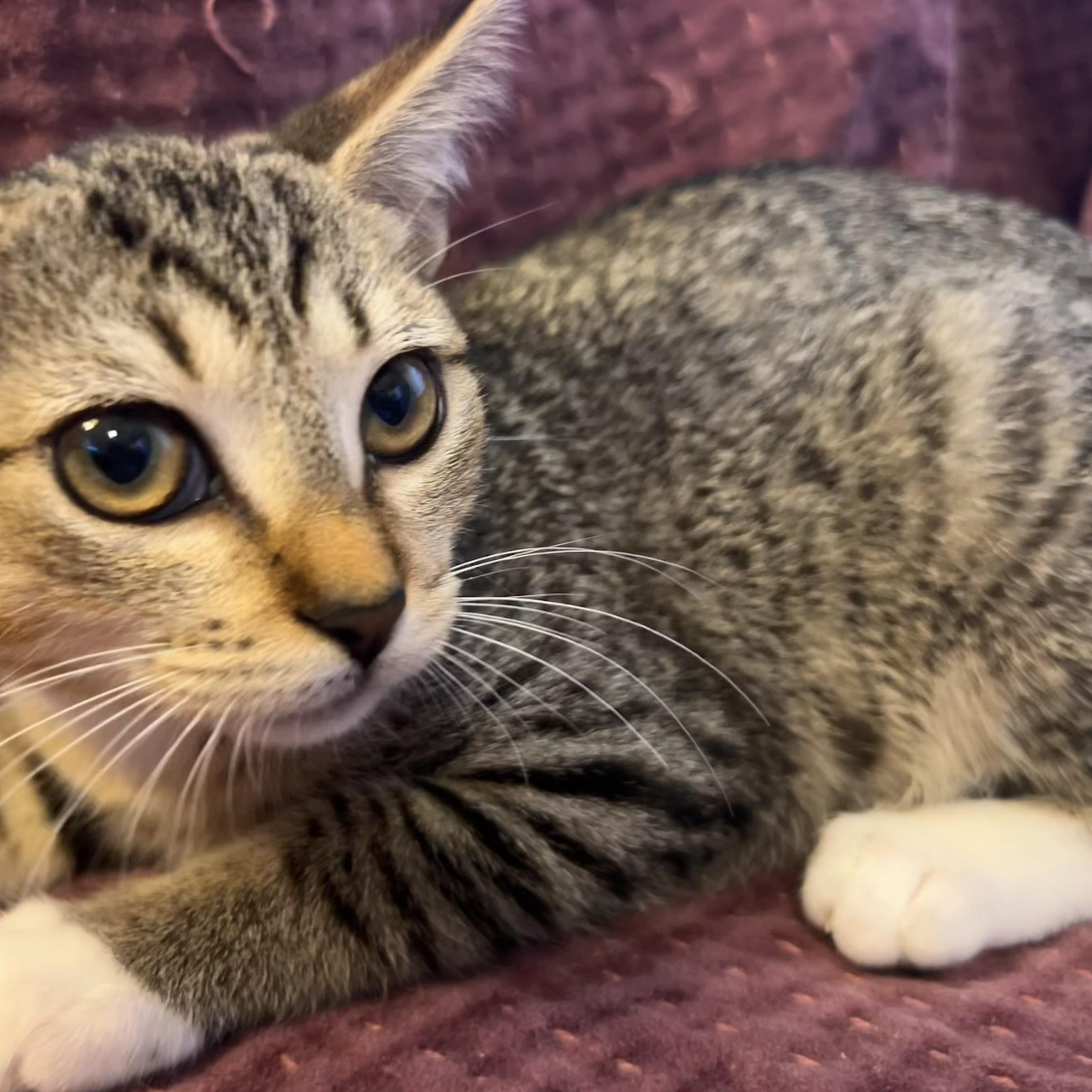 Donna, ADOPTABLE, Kitten Female Tabby.