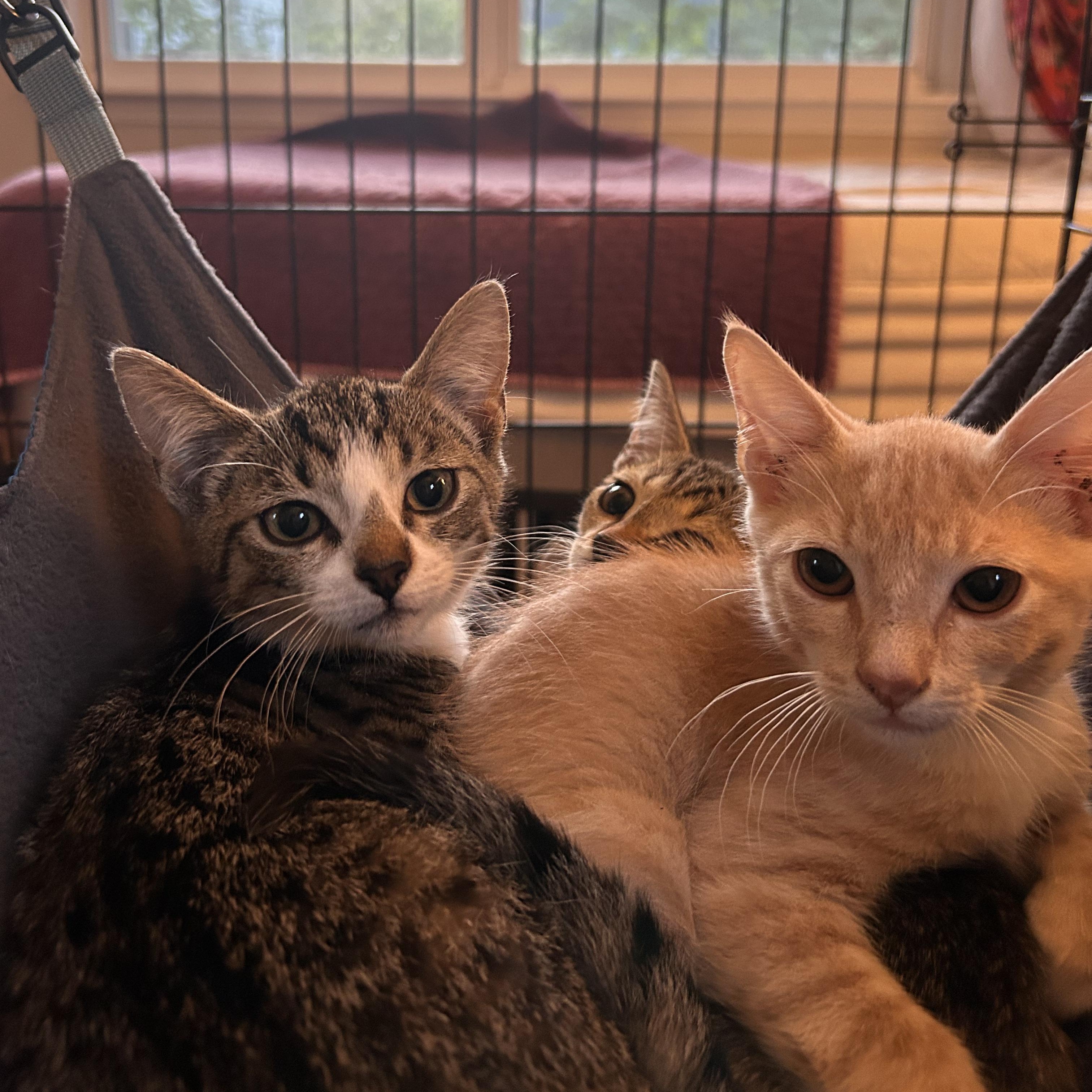 Donna, a ADOPTABLE Tabby in Wilmington, NC image 3/4