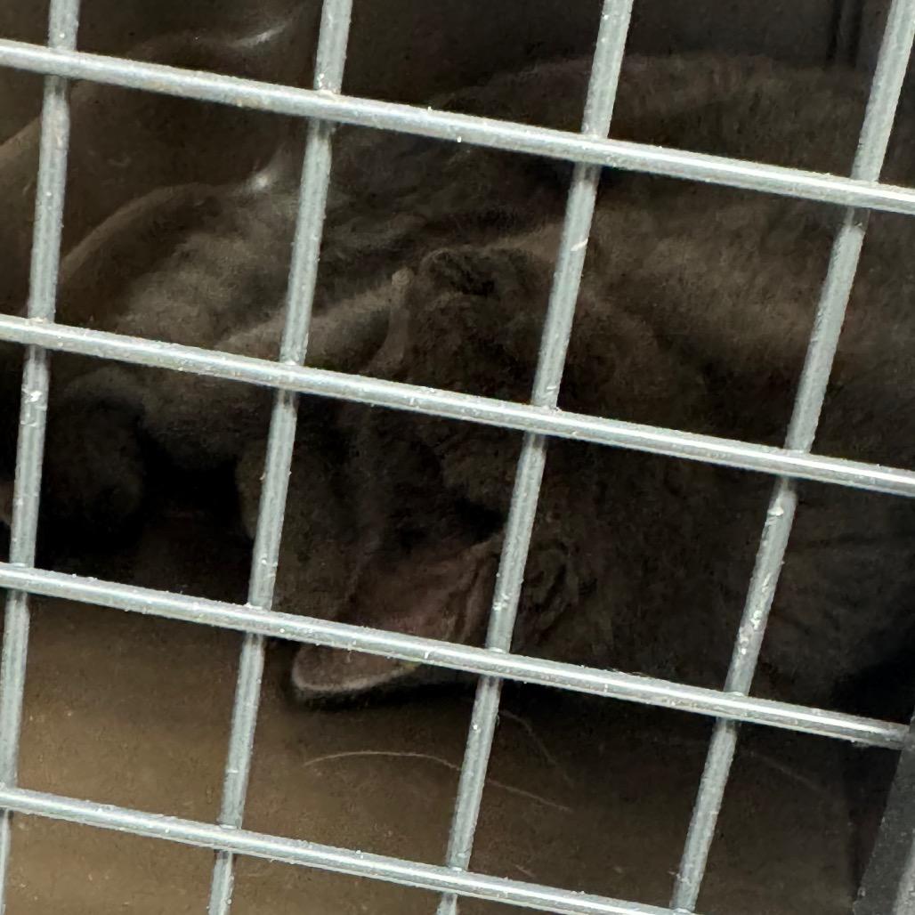 Enlarge SLBY-Stray-3724, a Adoptable Domestic Short Hair in Shelbyville, IL image 1/2
