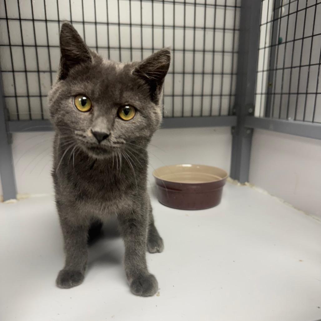 Enlarge SLBY-Stray-3724, a Adoptable Domestic Short Hair in Shelbyville, IL image 2/2