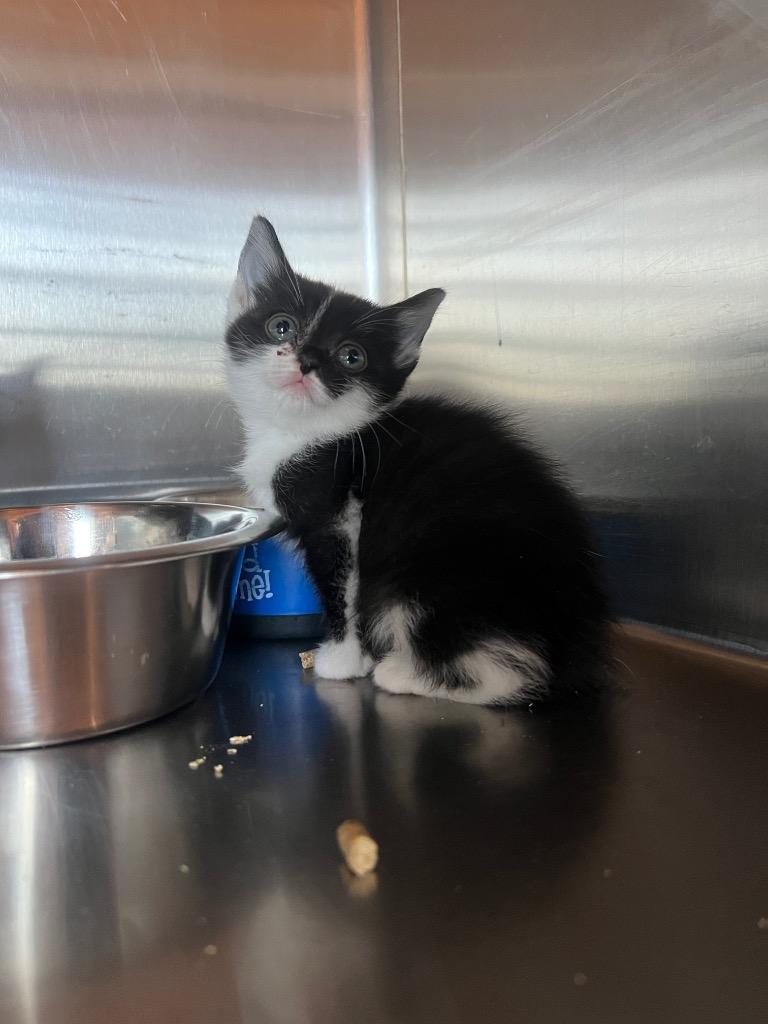 Yahoo, Adoptable, Kitten Female Domestic Short Hair.