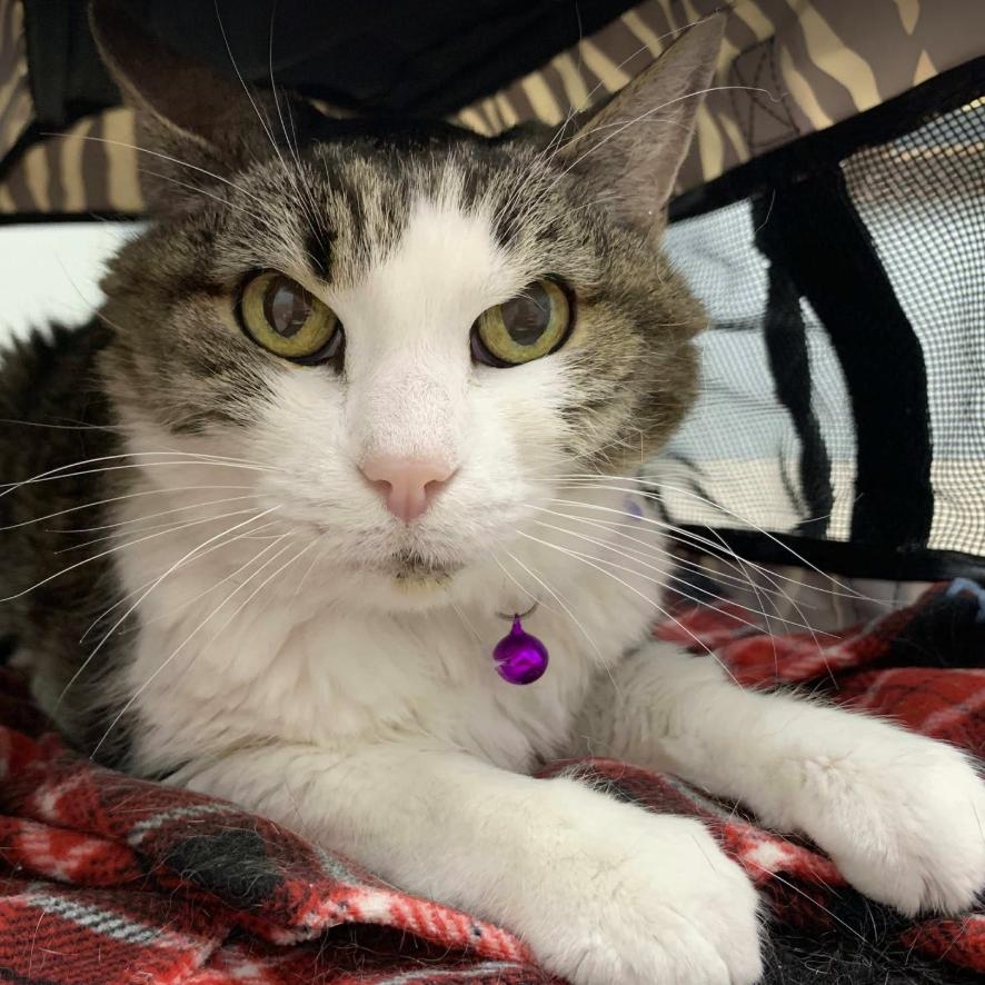 Enlarge Misty, a Adoptable Domestic Short Hair in Newcastle, OK image 1/1