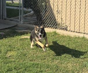 Enlarge Athena, a Adoptable mixed breed in Sunnyvale, TX image 1/4