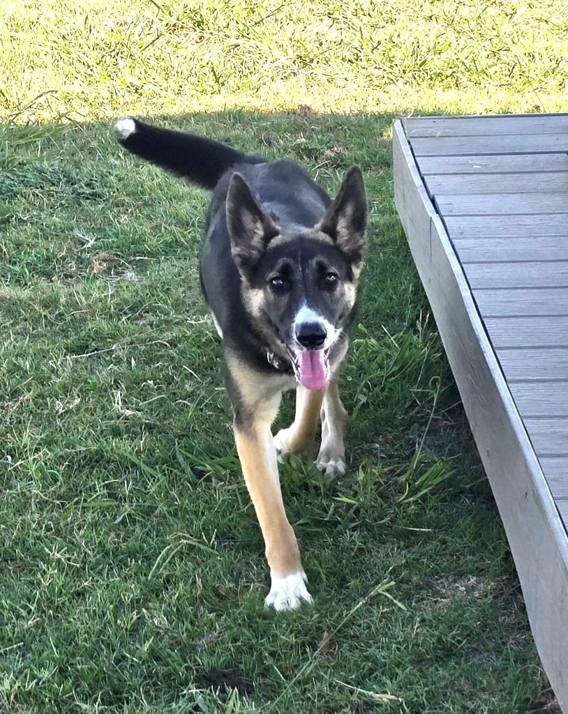 Enlarge Athena, a Adoptable mixed breed in Sunnyvale, TX image 2/4