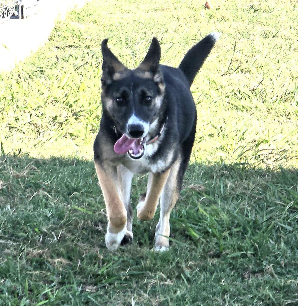 Enlarge Athena, a Adoptable mixed breed in Sunnyvale, TX image 4/4