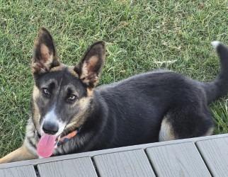 Enlarge Athena, a Adoptable mixed breed in Sunnyvale, TX image 4/4