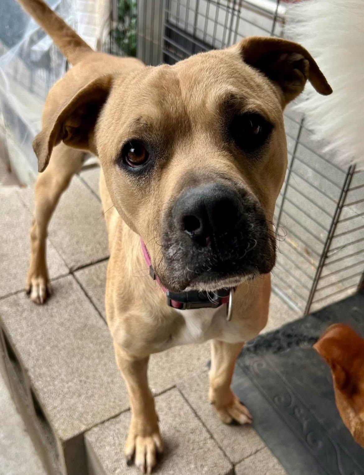 Billy J, a Adoptable Black Mouth Cur in Dallas, TX image 1/2