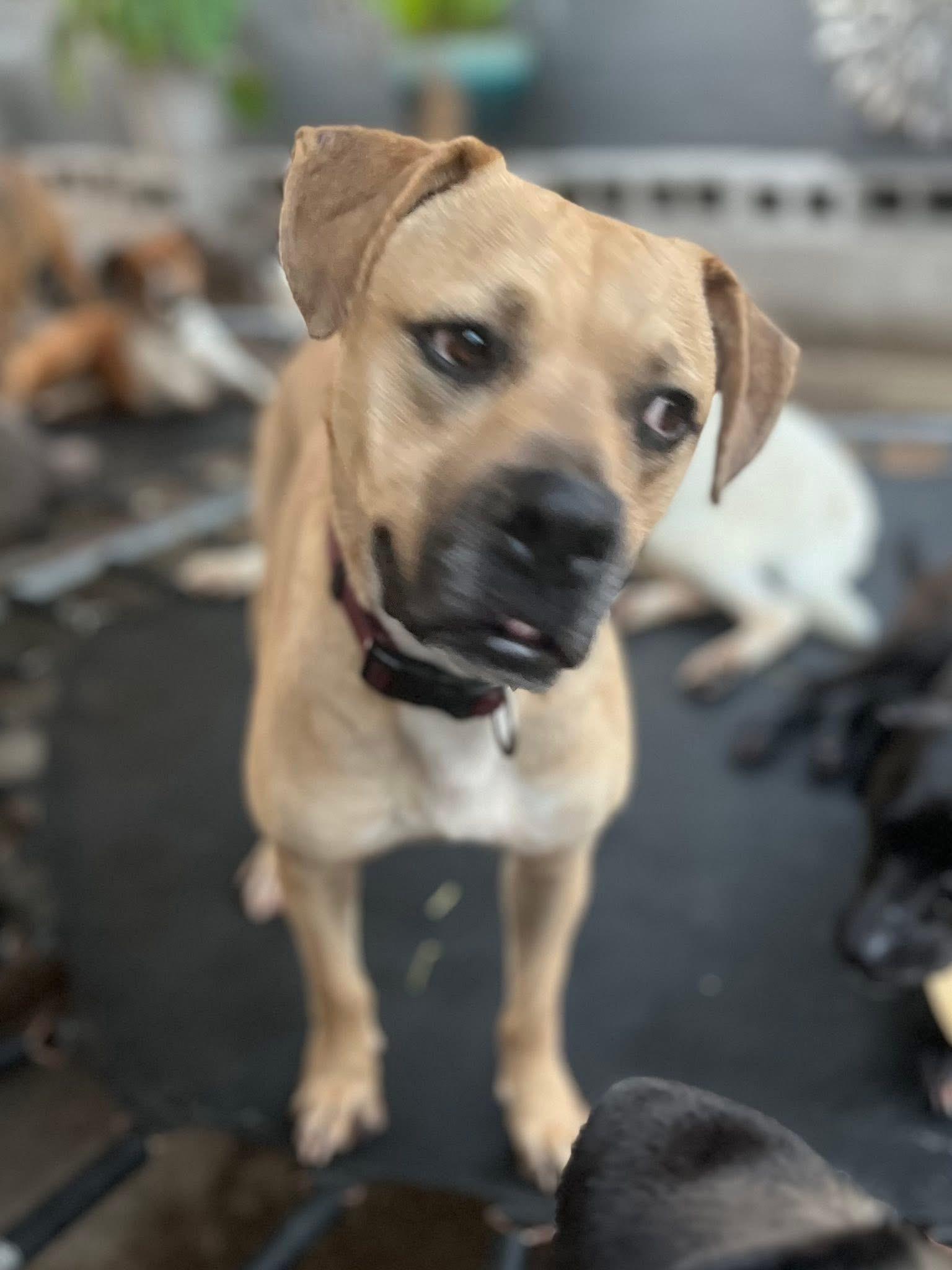 Billy J, Adoptable, Adult Male Black Mouth Cur.