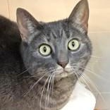 Enlarge Myrna, a Adoptable Domestic Short Hair in Santa Cruz, CA image 2/2