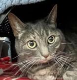 Enlarge Myrna, a Adoptable Domestic Short Hair in Santa Cruz, CA image 1/2