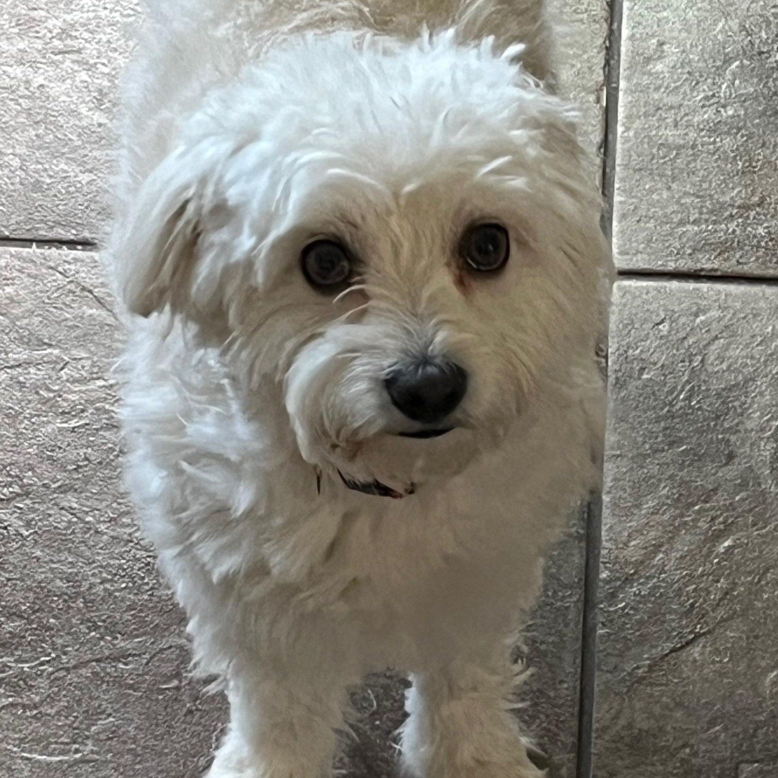 Enlarge Angel, a Adopted mixed breed in Roseville, CA image 1/5