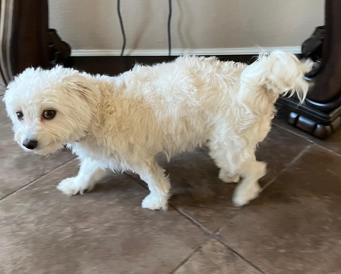 Enlarge Angel, a Adopted mixed breed in Roseville, CA image 2/5