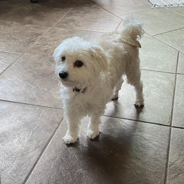 Enlarge Angel, a Adopted mixed breed in Roseville, CA image 3/5