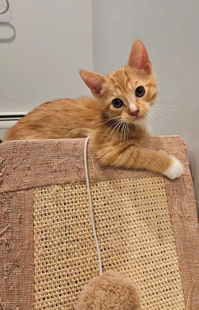 Jimi KITTEN, Adopted, Kitten Male Domestic Short Hair.