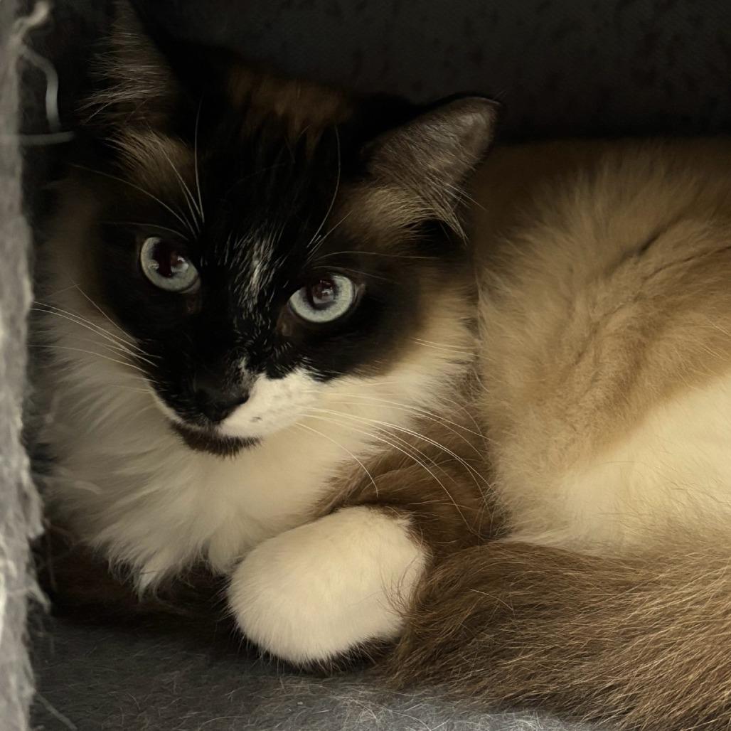 Katniss, Adoptable, Young Female Domestic Medium Hair.