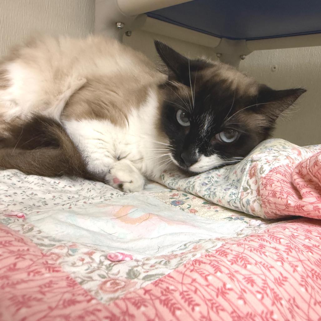 Katniss, a Adoptable Domestic Medium Hair in Fort Bragg, CA image 2/2