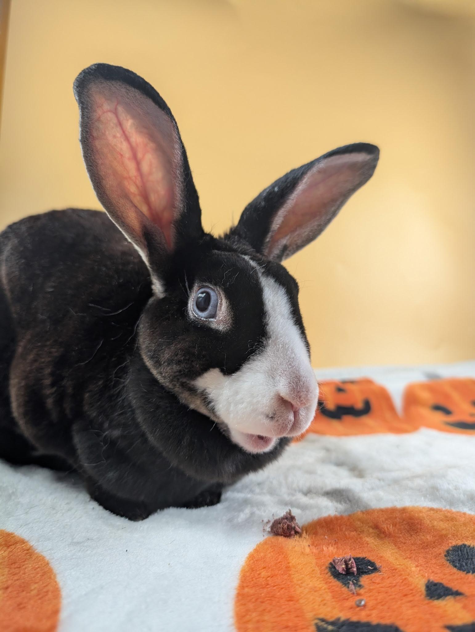Helena, a ADOPTABLE Mini Rex in San Antonio, TX image 4/5