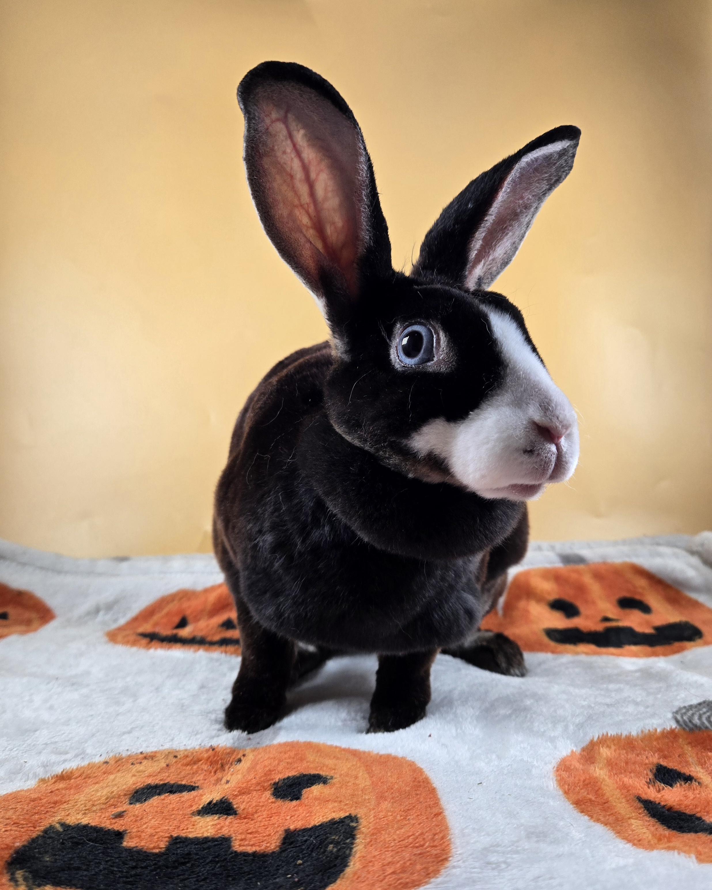 Helena, a ADOPTABLE Mini Rex in San Antonio, TX image 2/5