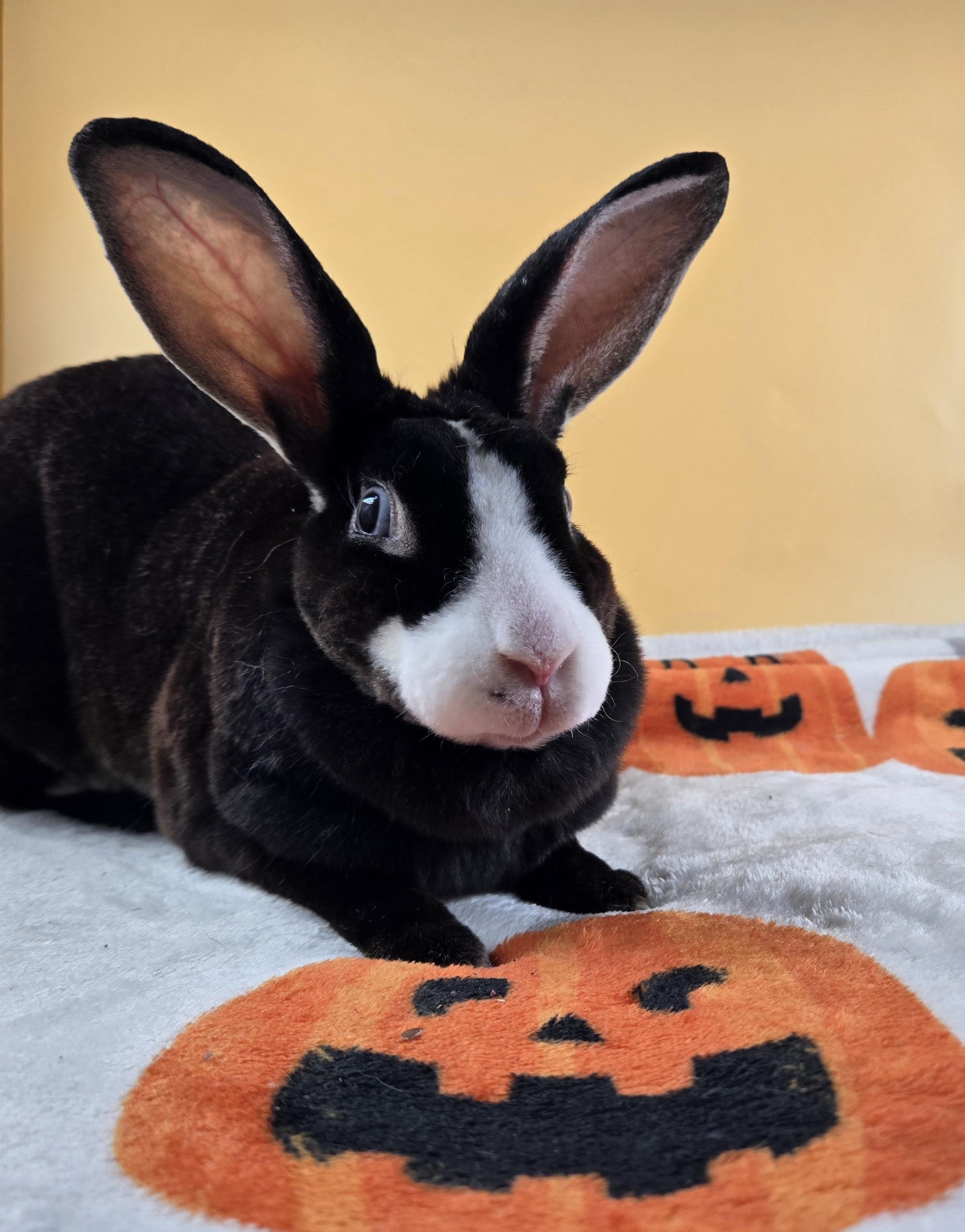 Helena, ADOPTABLE, Adult Female Mini Rex.