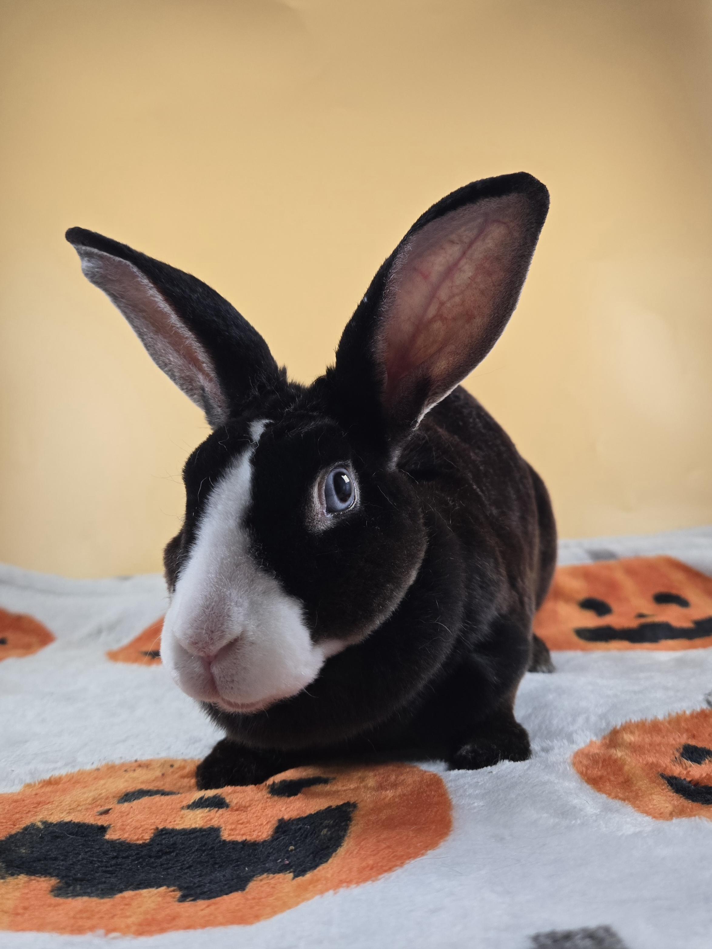 Helena, a ADOPTABLE Mini Rex in San Antonio, TX image 5/5