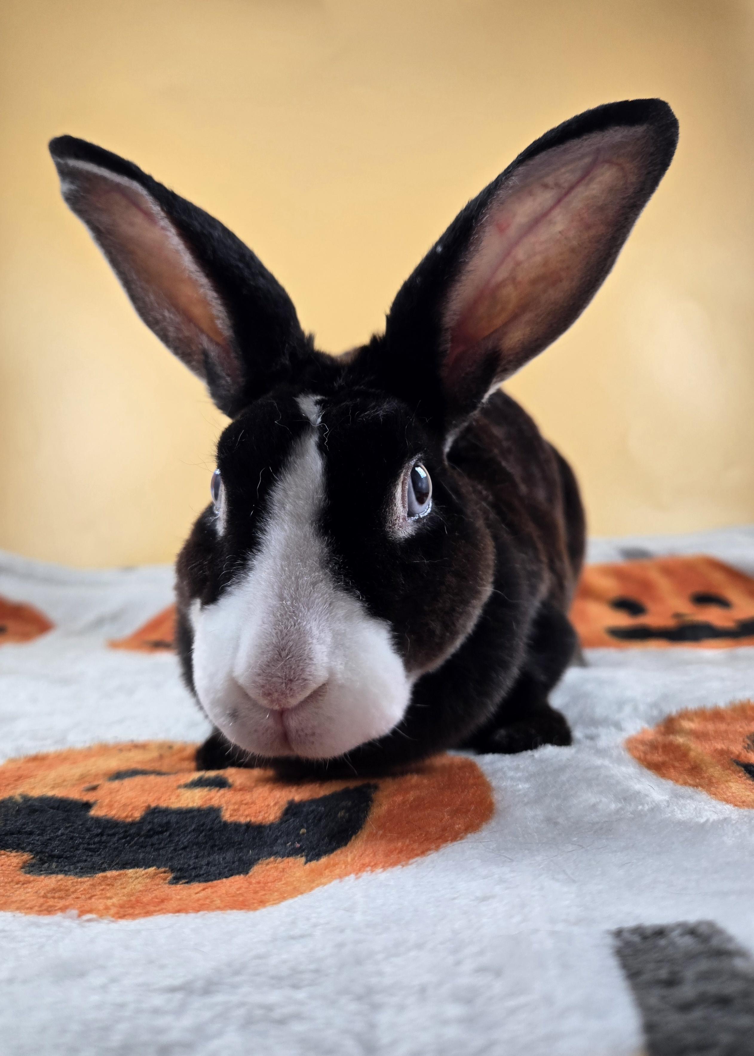 Helena, a ADOPTABLE Mini Rex in San Antonio, TX image 3/5