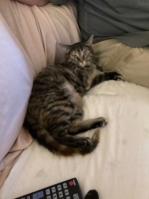 Crystal Susie, Adoptable, Young Female Domestic Short Hair & Tabby.