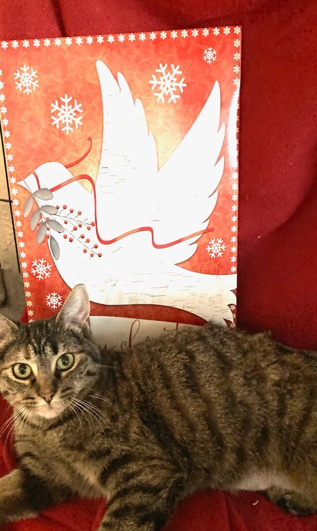 Crystal Susie, Adoptable, Young Female Domestic Short Hair & Tabby.