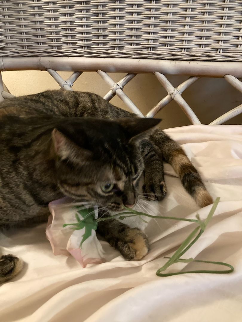 Enlarge Crystal Susie, a Adoptable mixed breed in Eaton Rapids, MI image 4/13