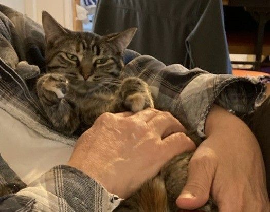 Enlarge Crystal Susie, a Adoptable mixed breed in Eaton Rapids, MI image 5/13