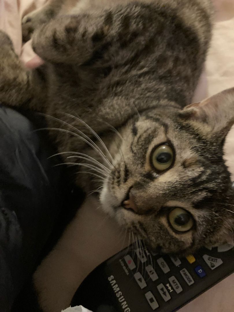 Enlarge Crystal Susie, a Adoptable mixed breed in Eaton Rapids, MI image 6/13