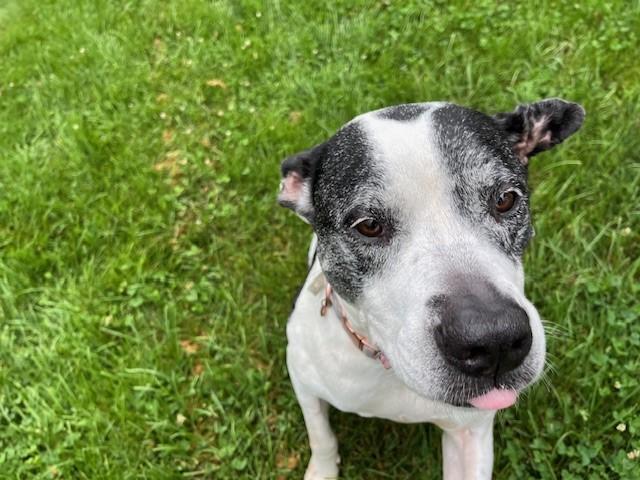 Enlarge Sugar, a Adopted mixed breed in Grosse Ile, MI image 2/5