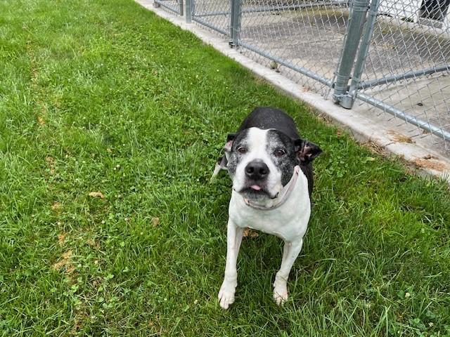 Enlarge Sugar, a Adopted mixed breed in Grosse Ile, MI image 3/5