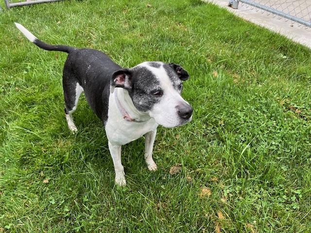 Enlarge Sugar, a Adopted mixed breed in Grosse Ile, MI image 1/5