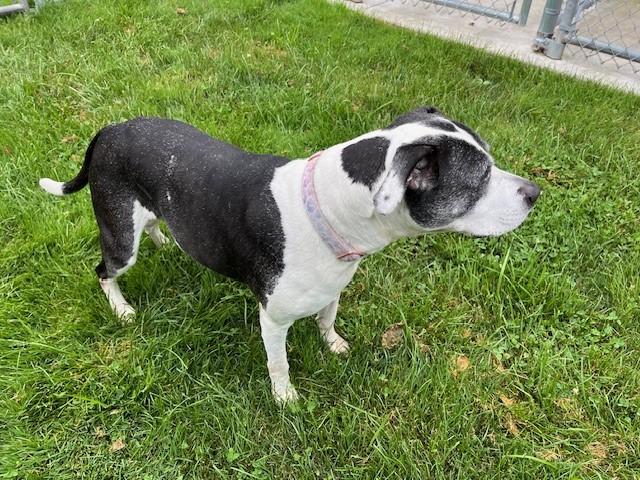 Enlarge Sugar, a Adopted mixed breed in Grosse Ile, MI image 4/5