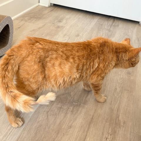 Simon, a Adoptable Domestic Short Hair in Decatur, GA image 4/6