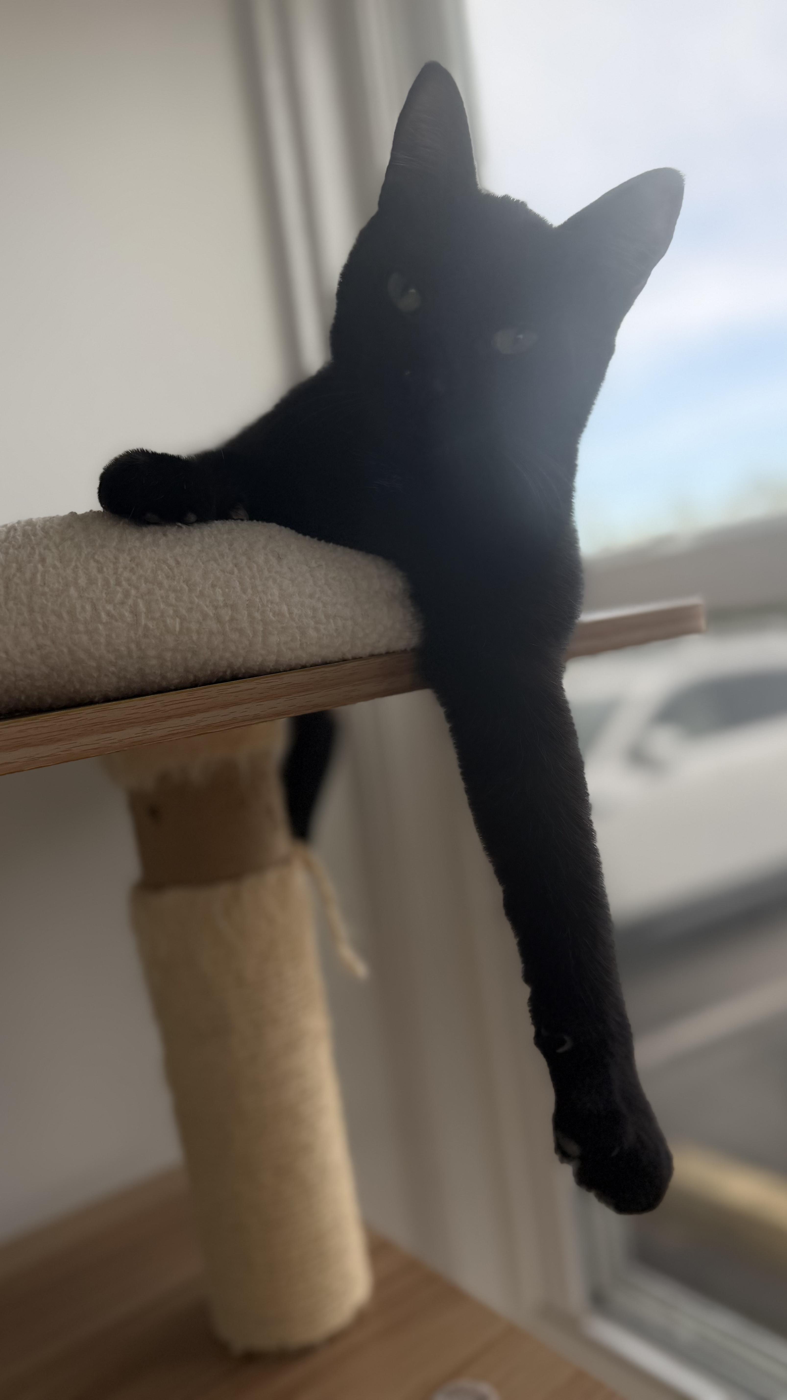 Gloria, Adoptable, Young Female American Shorthair.