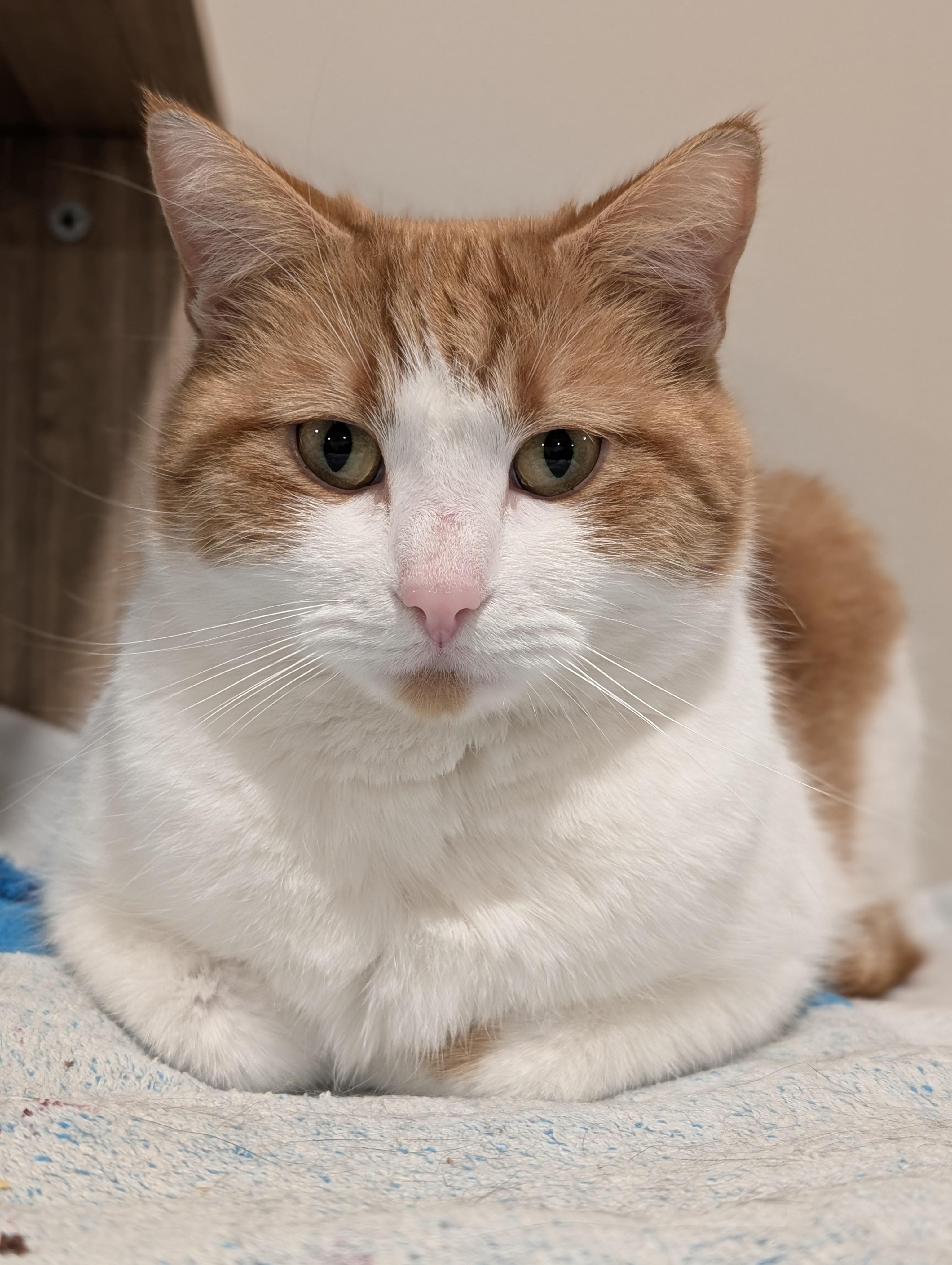 Brûlée, Adoptable, Adult Female Domestic Short Hair.