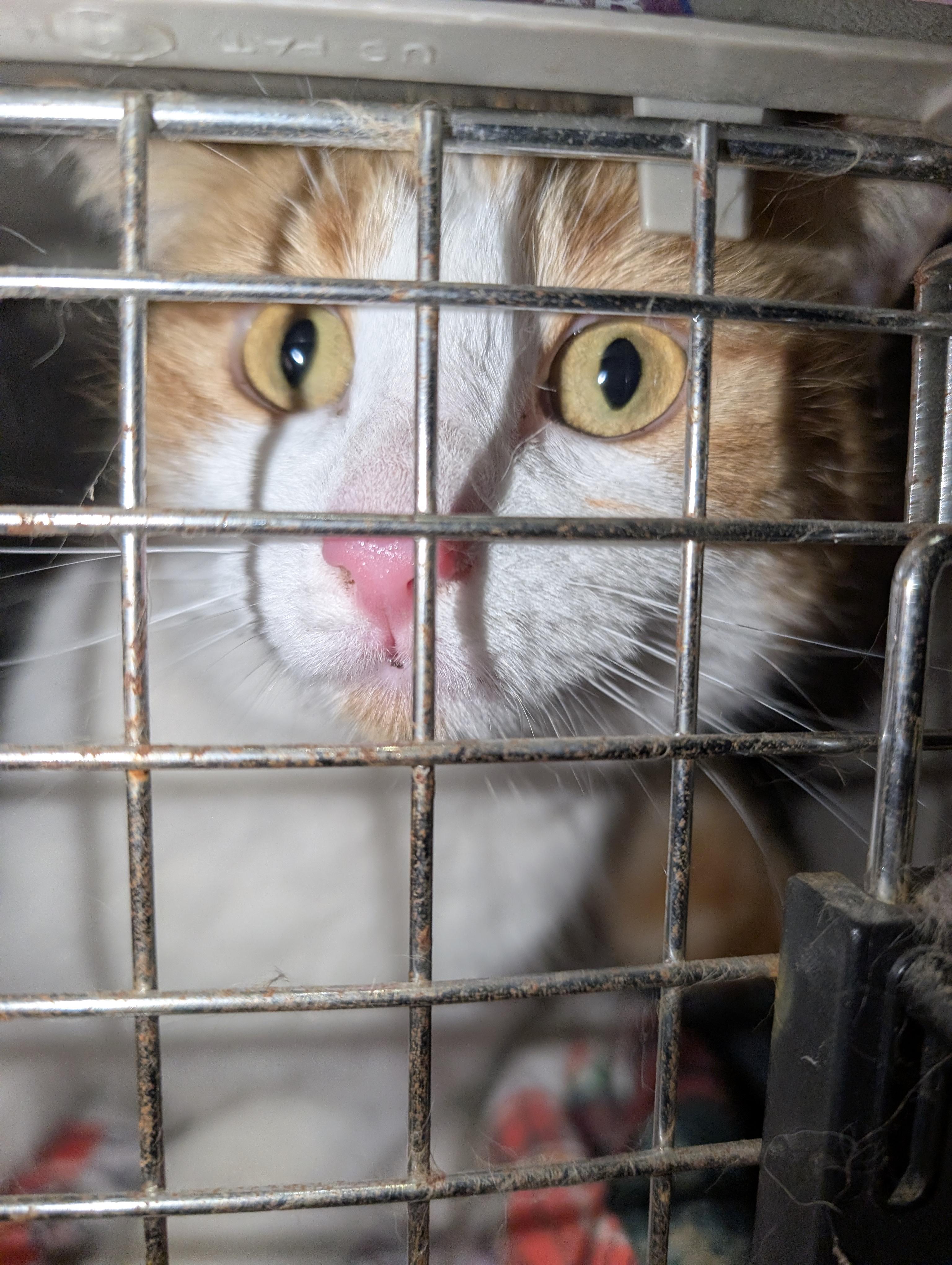 Enlarge Brûlée, a Adoptable Domestic Short Hair in Kamloops, BC image 2/6