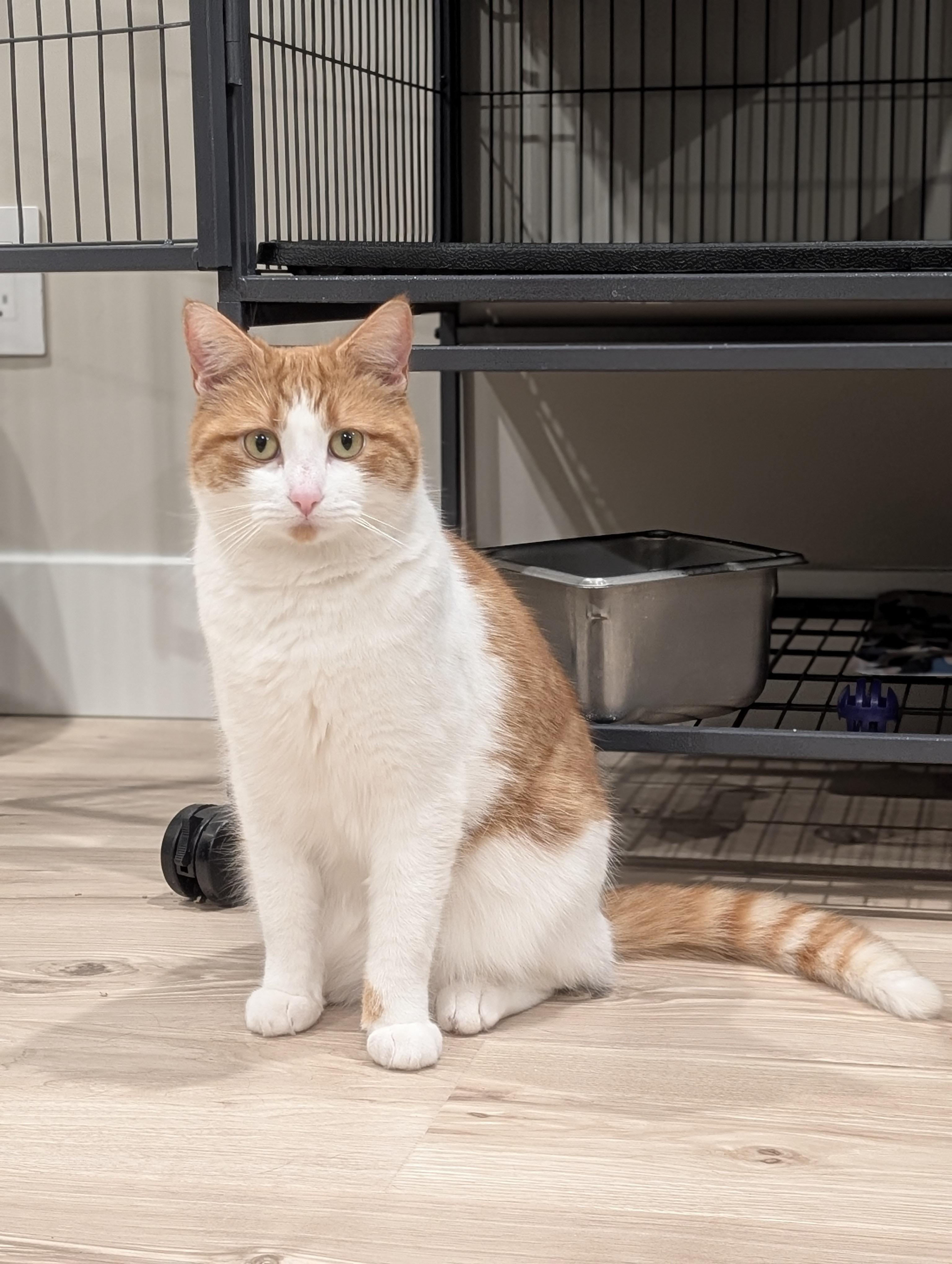 Enlarge Brûlée, a Adoptable Domestic Short Hair in Kamloops, BC image 3/6