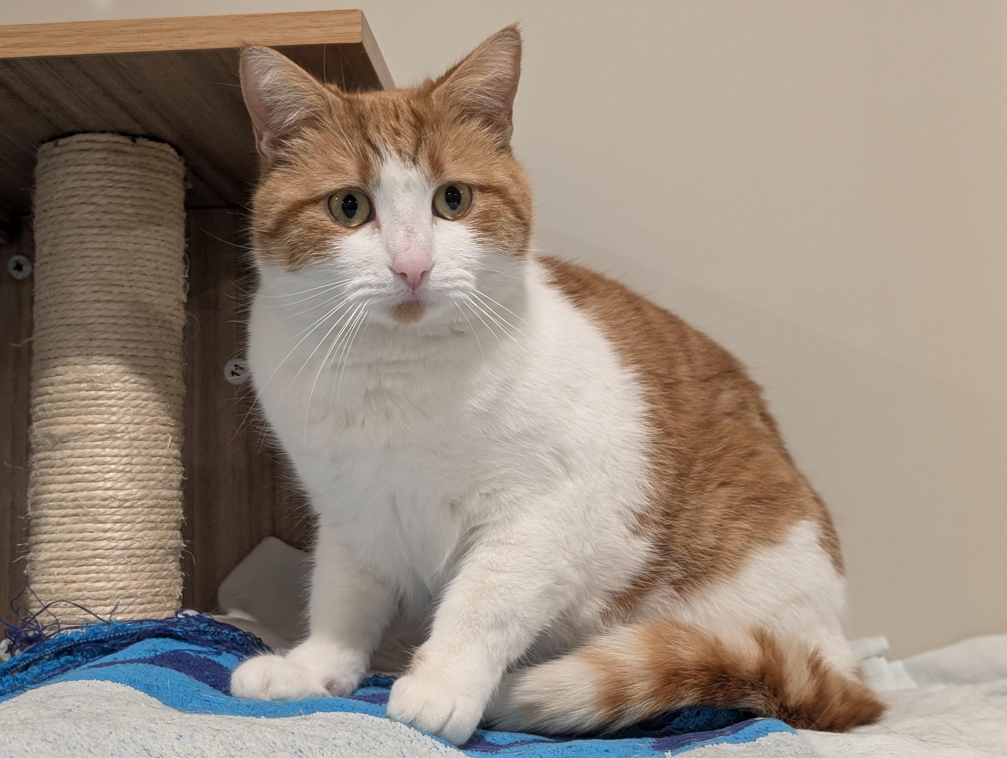 Enlarge Brûlée, a Adoptable Domestic Short Hair in Kamloops, BC image 4/6