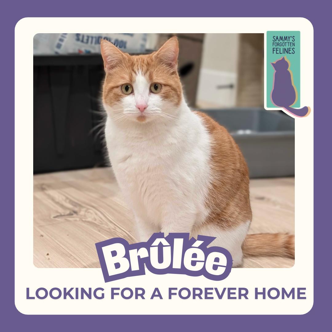 Enlarge Brûlée, a Adoptable Domestic Short Hair in Kamloops, BC image 6/6