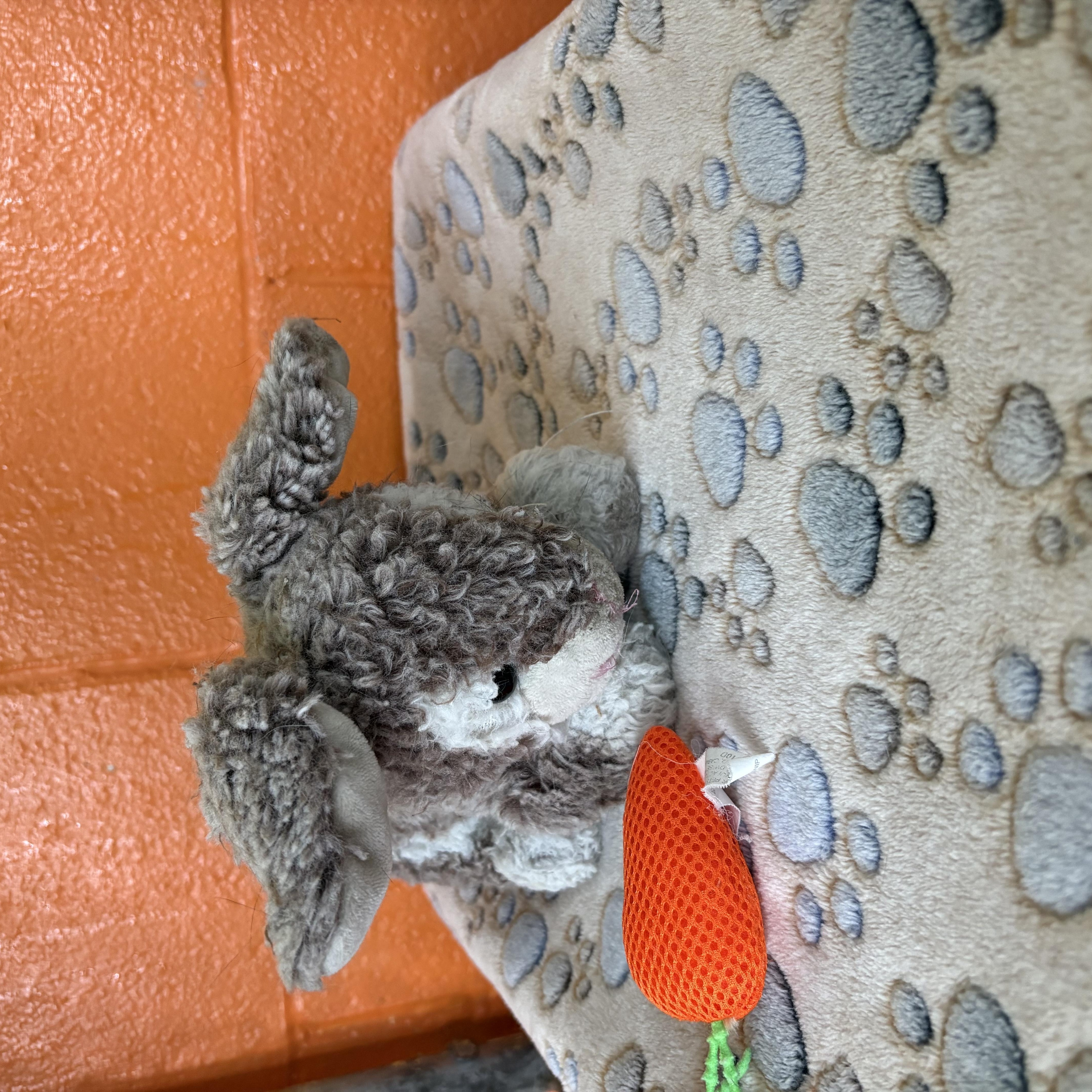 Lenny (and his Emotional Support Plush Bunny), a ADOPTABLE Domestic Short Hair in Wilder, KY image 2/4