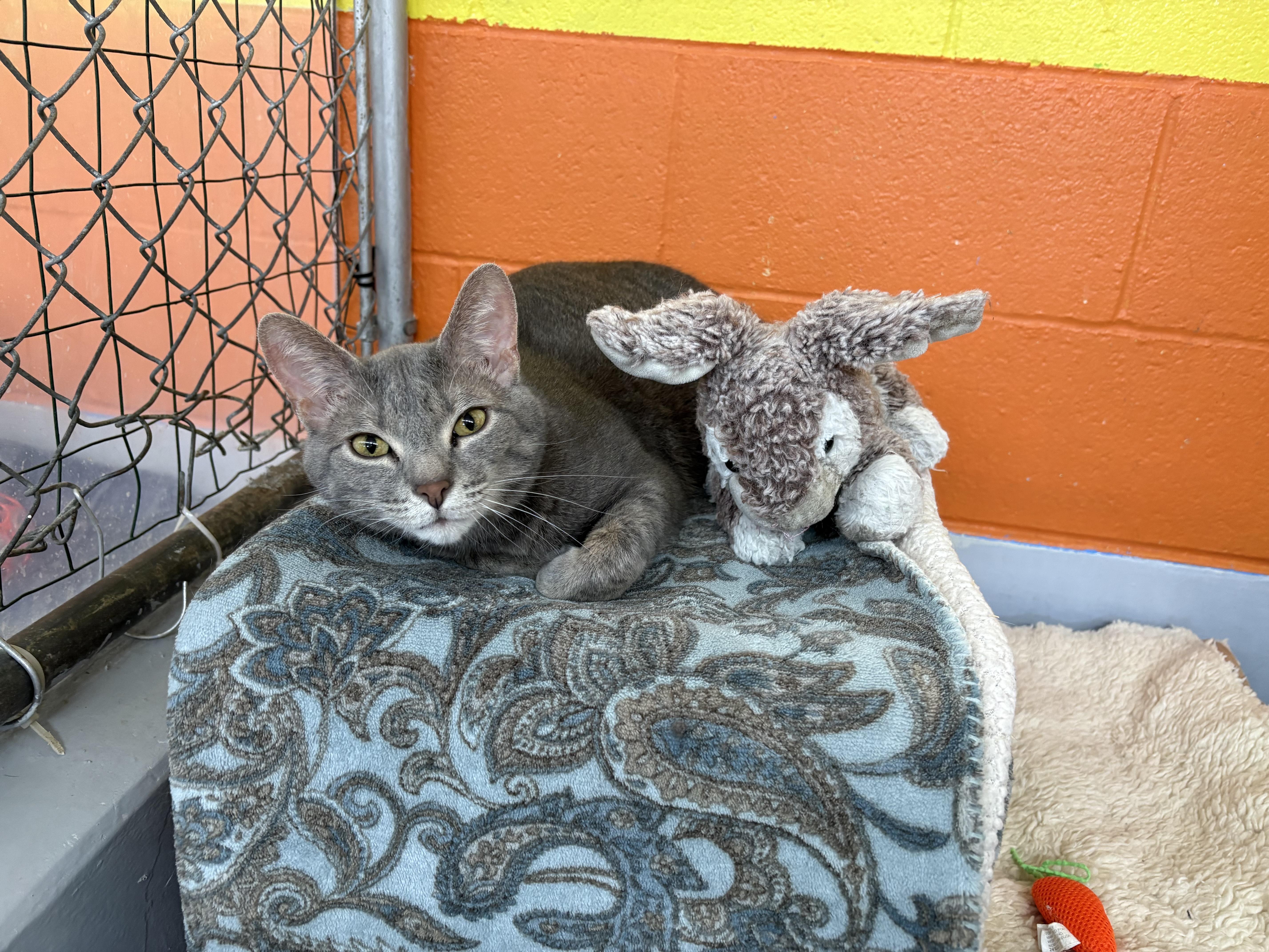 Lenny (and his Emotional Support Plush Bunny), a ADOPTABLE Domestic Short Hair in Wilder, KY image 1/4