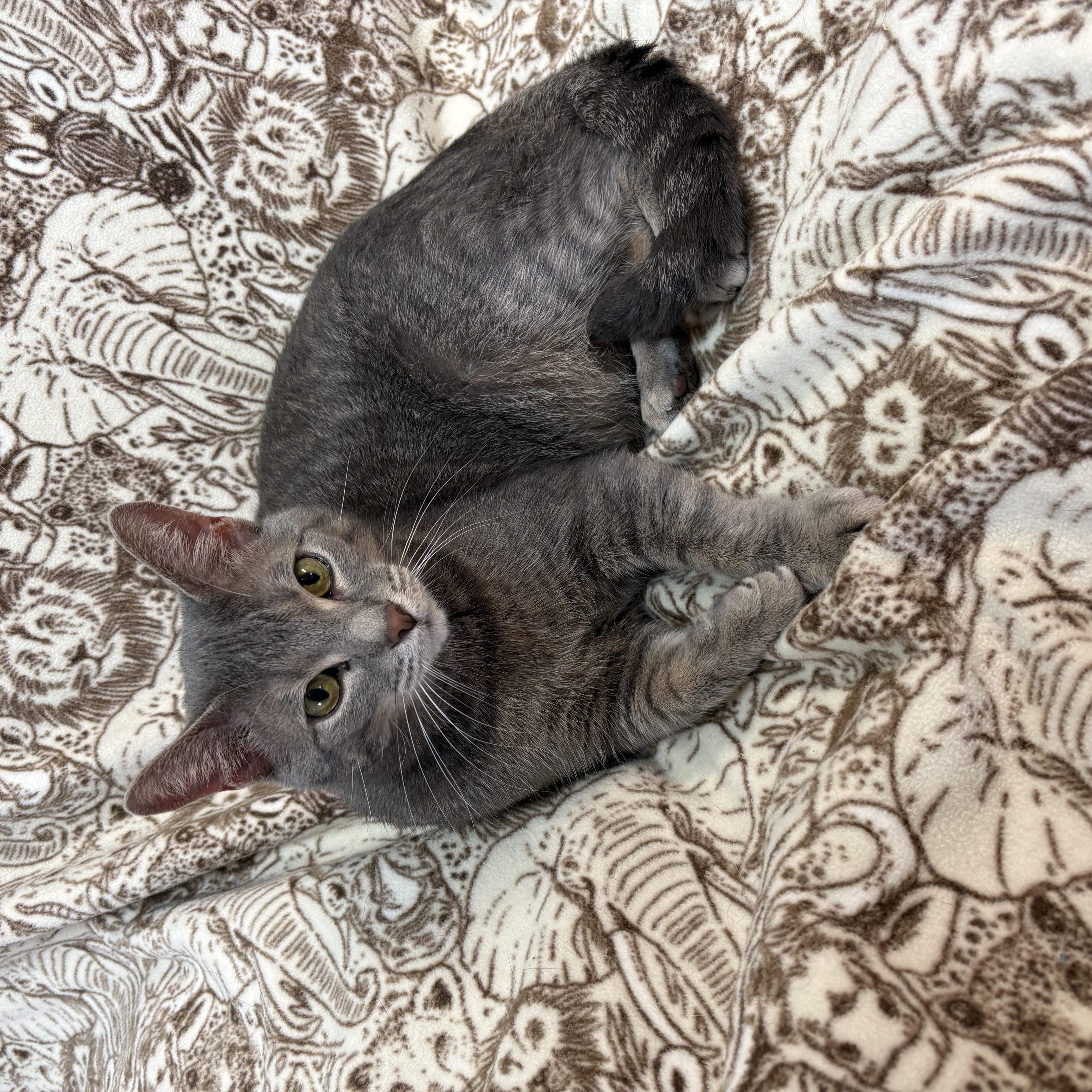 Lenny (and his Emotional Support Plush Bunny), a ADOPTABLE Domestic Short Hair in Wilder, KY image 3/4
