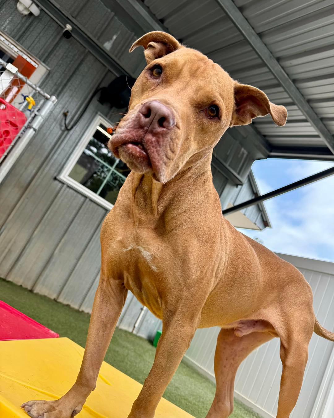 Eeyore, a Adoptable mixed breed in Baker, LA image 4/6